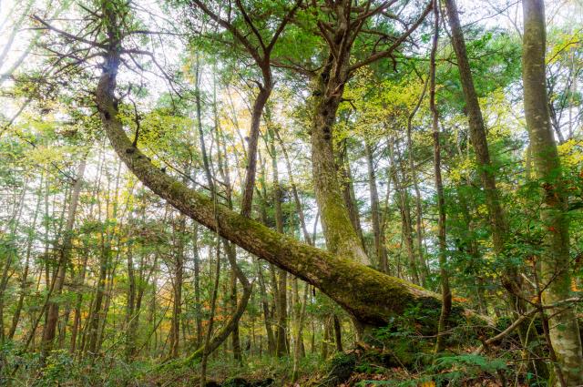 Japanska šuma smrti: Mesto na kome ni kompasi ne rade